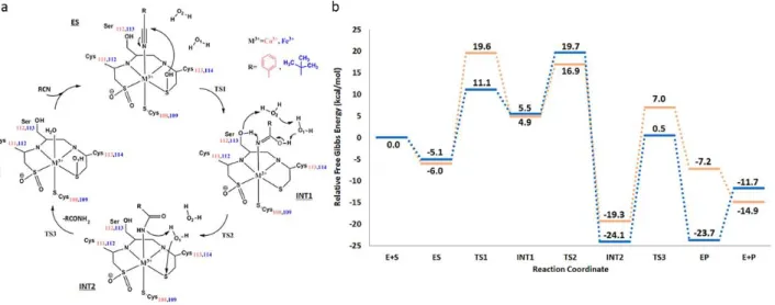 Figure 4. (a) Proposed mechanism for the nitrile hydrolysis catalyzed by Co 3+ - and Fe 3+ -NHase enzymes and  (b)  related  PESs  for  reactions  catalyzed  by  Co(III)-NHase  enzyme  (orange  line)  and  by  Fe(III)-NHase  enzyme (blue line) obtained at 