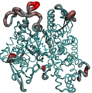 Figure 3- Root mean square fluctuations of the enzyme’s backbone and the substrate. Cyan color is lowest  RMSf and red color is highest