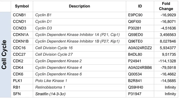 Table 1. Some cell cycle controlling proteins regulated modified by nuclear FoxO3a  expression in TamR cells (fold change versus vector)