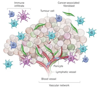 Figure 3: Schematic Representation of Tumor Microenvironment. 