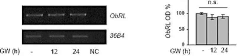 Figure 2. Effects of Activated FXR on Leptin Receptor Expression in MCF-7 Breast 