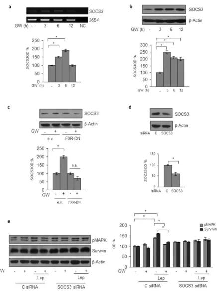 Figure 4. SOCS3 Mediates GW4064 Effects on Leptin Signalling Molecules in MCF-