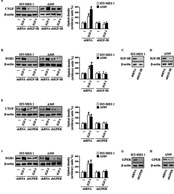 Figure  3.5  (A-F)  CTGF  and  EGR1  protein  levels  in  cells  transfected  for  24  h  with  shRNA,  shIGF-IR  or 