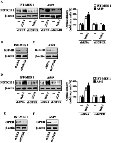 Figure 3.10 NOTCH 1 protein levels in cells transfected for 24 h with shIGF-IR (A) or shGPER (D) and then 