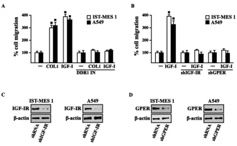 Figure 3.12. COL1 and IGF-I stimulate IST-MES 1 and A549 cell migration through DDR1, IGF-IR and GPER