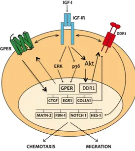Figure 3.13. Schematic representation of the signaling network between IGF-IR, GPER and DDR1 activated by 