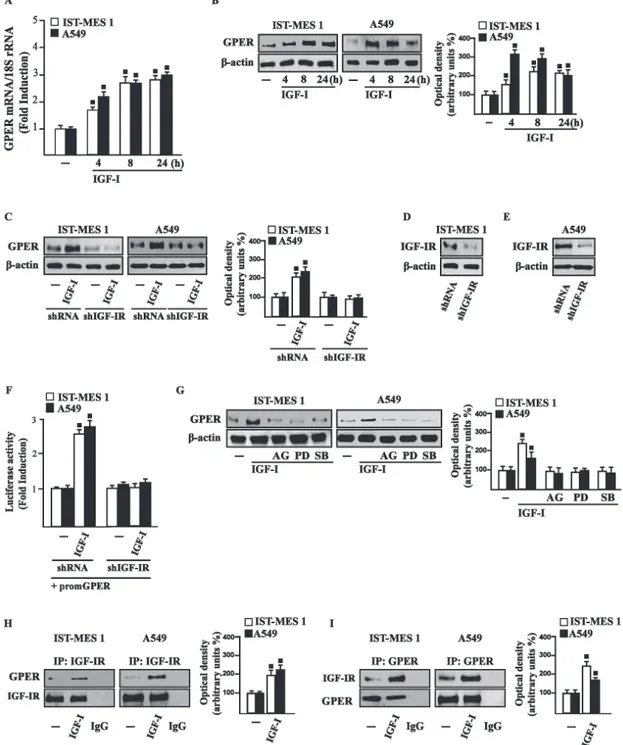 Figure 2: IGF-I up-regulates GPEr expression in Ist-MEs 1 and A549 cells.  A. mRNA expression of GPER in cells treated 