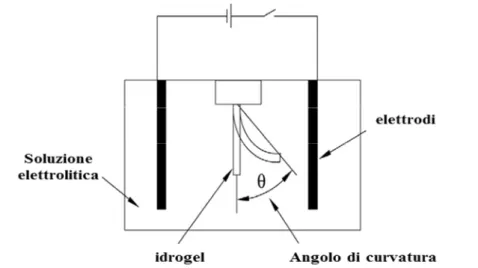 Figura 1.22:  Idrogel tra due elettrodi sotto effetto del campo elettrico.