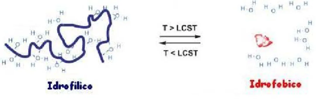 Figura 2.6:  Rappresentazione schematica delle interazioni durante il processo di swelling/deswelling del  polimero termo-sensibile