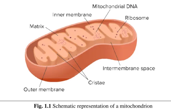 Fig. 1.1 Schematic representation of a mitochondrion 
