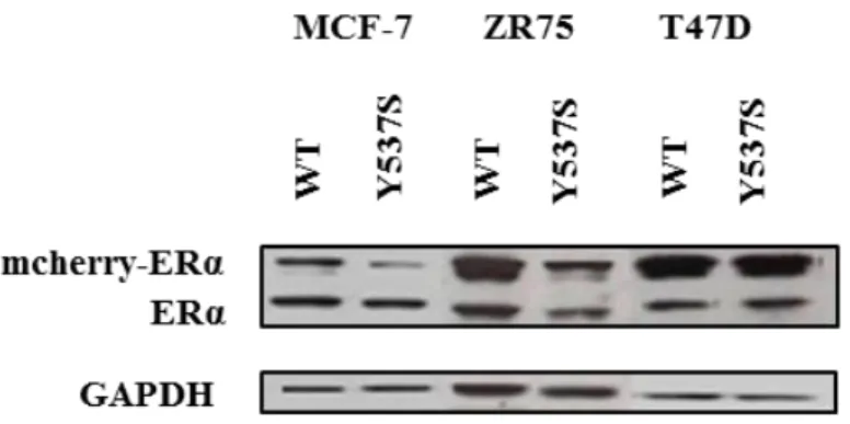 Figure 3. MCF-7, ZR75 and T47D stable infected with WT-ERα and Y537S-ERα. Western 
