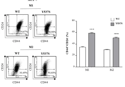 Figure  4.  CD44 + /CD24 -  phenotype  in  MCF-7  Y537S-ERα  mammosphere-derived  cells
