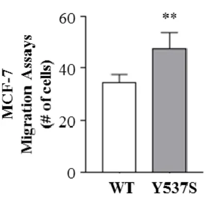 Figure 7. Migratory potential in  Y537S-ERα MCF-7. Transmigration  assays of M1 MCF-7 