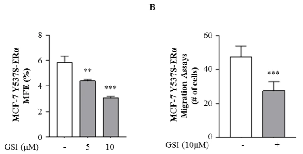 Figure  9.  GSI  inhibitor  effects  in  MCF-7  Y537S-ERα.  A)  MFE  of  MCF-7  WT-ERα  and 