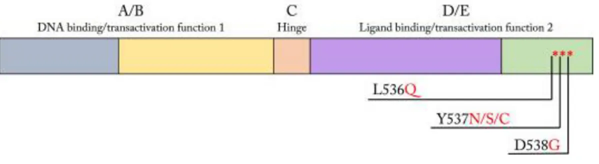Figure  2.  Schematic  diagram  of  ESR1.  The  ESR1 gene  encodes  the  nuclear  receptor  protein 