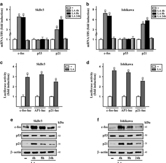 Figure 4. Lauric acid regulates the expression of cell cycle regulatory genes. The mRNA expression of c-fos, p53 and p21 Cip1/WAF1 (p21) was