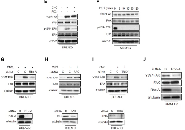 Fig. 3.2 GNAQ activates FAK in uveal melanoma cancer cells .  (E) FAK Y397 phosphorylation and p42/44 ERK in  HEK293 DREADD/Gaq cells treated with a specific PKC inhibitor (PKCi) and then stimulated with  CNO