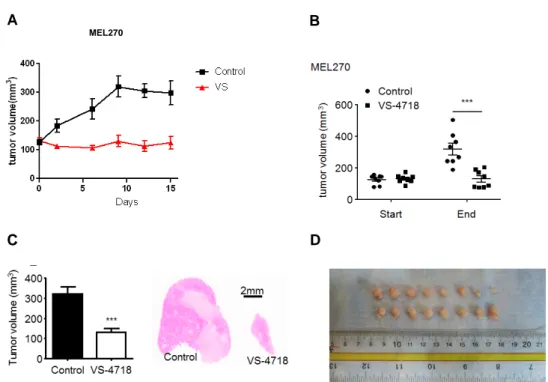 Fig. 3.4 Targeting FAK in vivo: (A-B) MEL270 UM cell were injected into both flanks of NOD-SCID mice