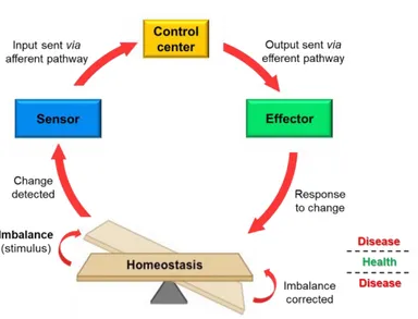 Figure 1. Homeostatic control mechanisms.  