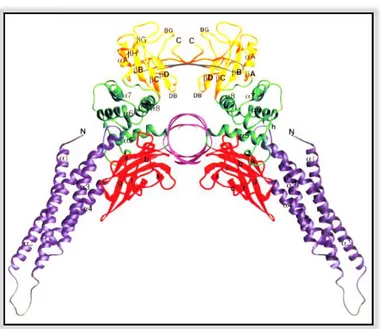 Figure 3. Three-dimensional structure of STAT3 homodimer-DNA complex. 