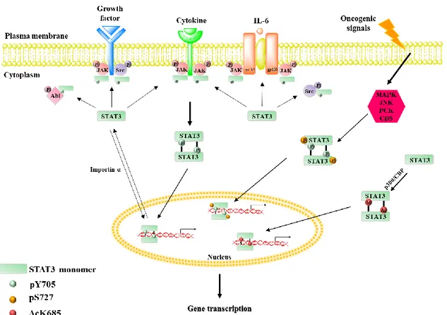Figure 4. The classical canonical and non-canonical pathways of STAT3 activation.  The  canonical  pathway  of  STAT3  activation  depend  on  the  phosphorylation  of  Y705  residue of STAT3, by both receptor-associated JAKs and receptors with intrinsic t