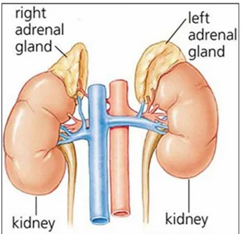 Fig. 1.1 Human adrenal gland. 