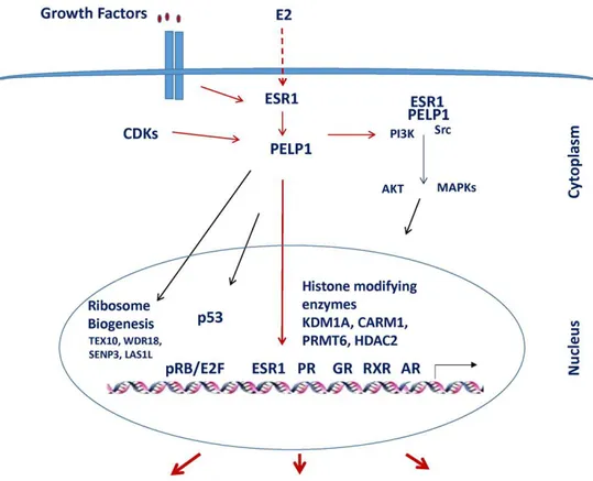 Fig.  3.2 Overview  of  PELP1  signaling.  PELP1  interacts with and  function as  a  coregulator  of  several 