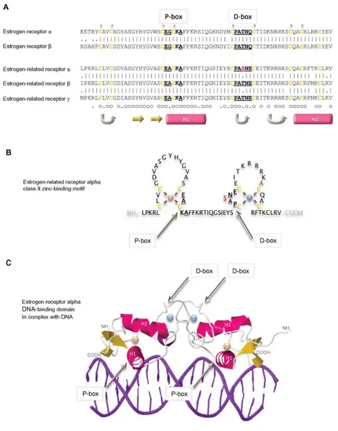 Fig. 3.10 DNA-binding domains of the estrogen receptors. 