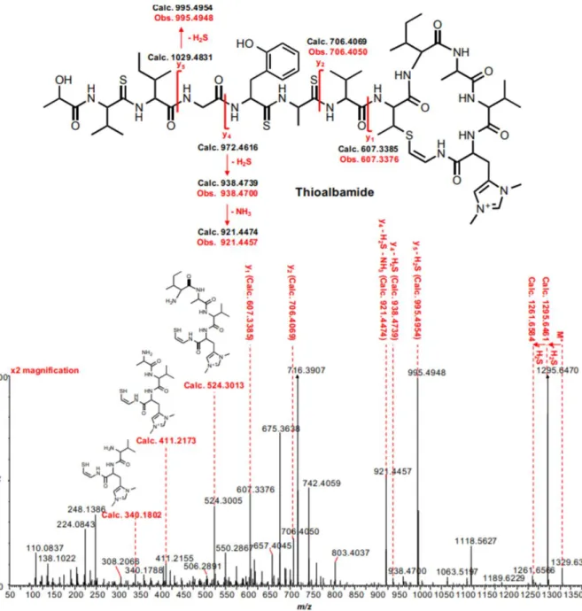 Fig. 11. MS 2  analysis of thioalbamide. y fragment numbering is limited to the linear portion of the peptide