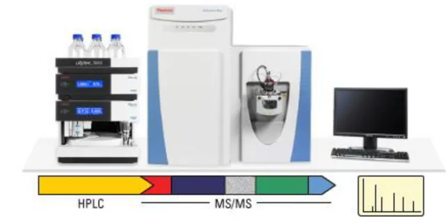 Figure 3. Scheme of LC-MS