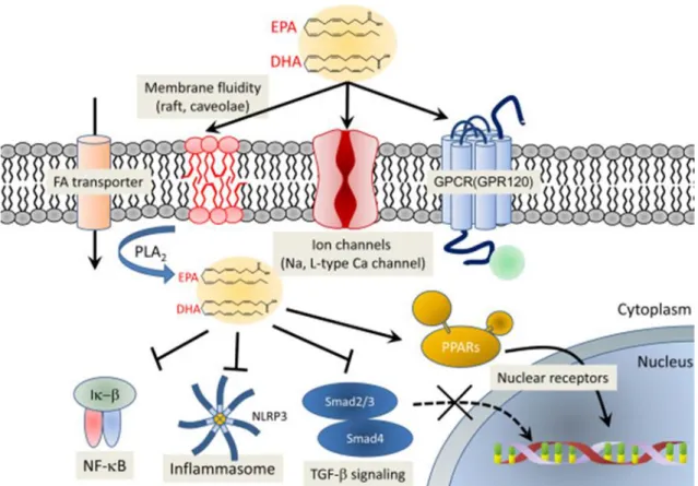 Figure  6.  Potential  molecular  mechanism  exerted  by  omega-3  PUFAs.  Omega-3  PUFAs  modulate  cell  membrane 