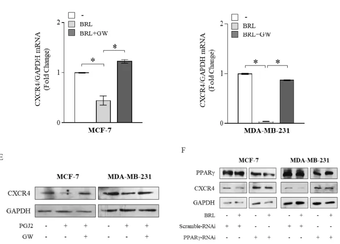 Figure  1:  Ligand-activated  PPARγ  downregulates  CXCR4  expression  in  breast  cancer  cells