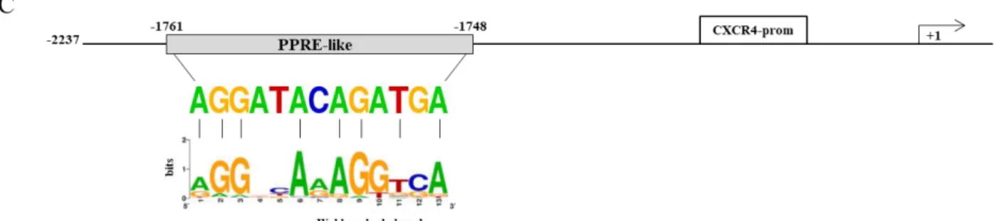 Figure 2: PPARγ  modulates the transcriptional activity of CXCR4 gene promoter containing a putative PPAR  response  element  (PPRE)