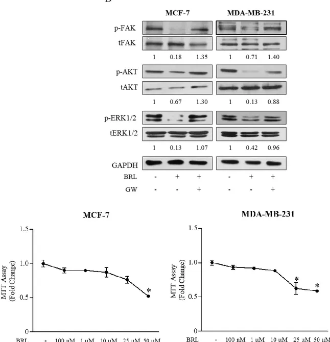 Figure  4:  Effects  of  BRL  on  motility  and  invasion  of  MCF-7  and  MDA-MB-231  breast  cancer  cells