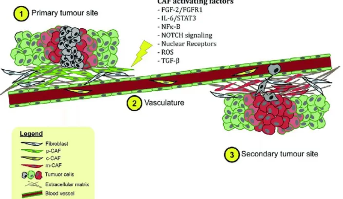 Figure 2. CAFs and their activating factors. Upon activation by appropriate signals or mediators, normal fibroblasts 