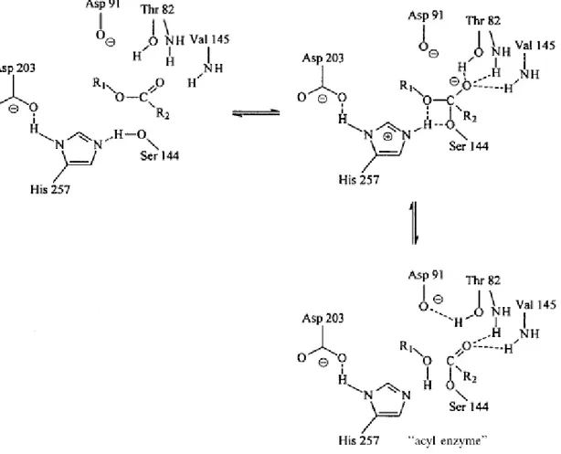 Fig. 2.10. Catalytic mechanism of lipases based on a “catalytic triad” of serine (nucleophile),  histidine, and aspartate or glutamate (connected through a hydrogen bond)
