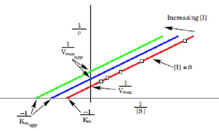 Fig. 2.18. Lineweaver-Burk plot of uncompetitive inhibition.   2.12. Summary of inhibition kinetic 