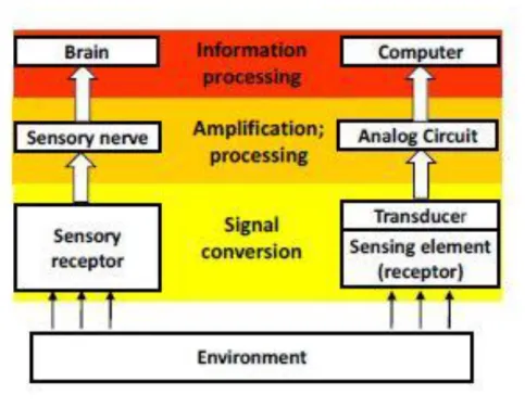 Figure 3.1: Illustrates the similarities between biological and technical systems. 