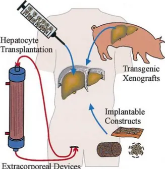 Fig. 2. Approaches to cellular therapies for the treatment of liver disease  [9] . 