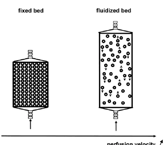 Fig. 7. Fixed bed and ﬂuidized bed conﬁgurations of bioreactors exploiting hepatocytes  entrapment into spherical beads [4]
