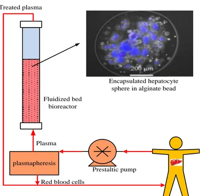 Fig. 8. The principle of the fluidized bed bioartificial liver. 
