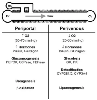 Figure	1.	2			Hepatic	zonation	and	distribution	of	functions	along	the	sinusoid	[5].	