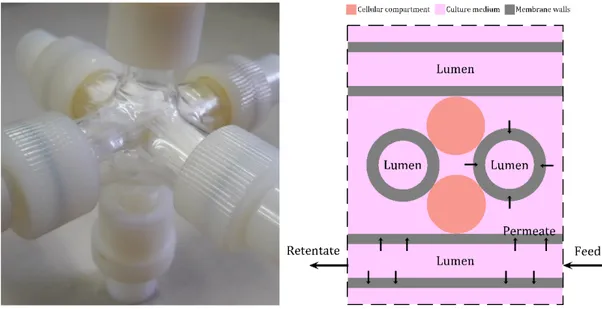 Figure	1.	6			Crossed-Configuration	hollow	fiber	membrane	bioreactor	used	in	this	study.	(Left)	assembled	 bioreactor	for	illustration	purposes,	(Right)	schematic	illustration	of	the	bioreactor,	showing	the	existing	 compartments.	