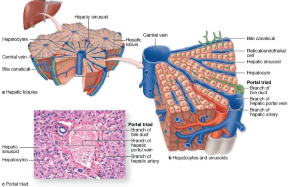 Fig. 1.1. The liver, a large organ in the upper right quadrant of the abdomen, immediately below  the diaphragm, is composed of thousands of polygonal structures called hepatic lobules, which  are the basic functional units of the organ