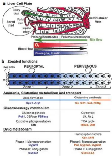 Fig.  1.2  Structure  and  functions  of  the  zonated  liver  lobule  (a)  The  liver  cell  plate,  with  blood  circulation indicated in red