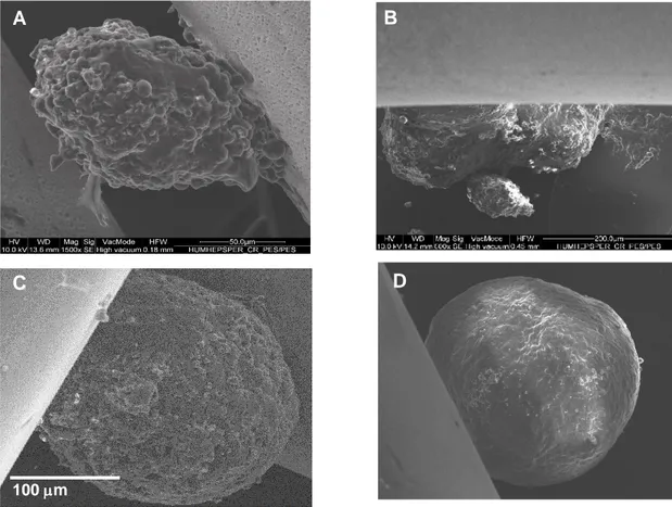 Fig.  2.7  Scanning  electron  microscope  images  of  human  hepatocyte  spheroids  cultured  on  crossed PES/PES hollow-fiber membranes in batch bioreactor at day 16