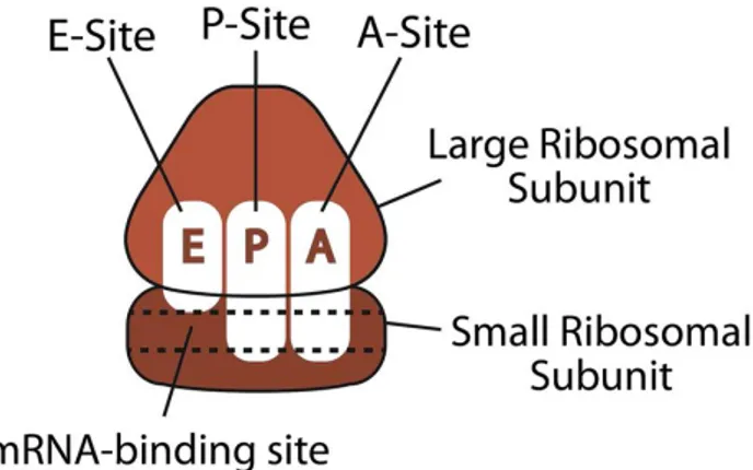 Figure 2.5. Three sites in the ribosome structure: aminoacyl (A), peptidyl (B) and  exit (E)  