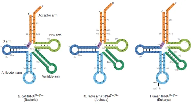 Fig. 3. Clover leaf models of eukaryotic, archaeal, and bacterial tRNAs.  [Ser]Sec 