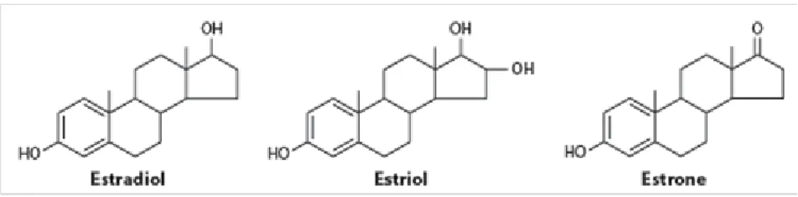 Fig. 1.3.1 Chemical structures of estrogens 