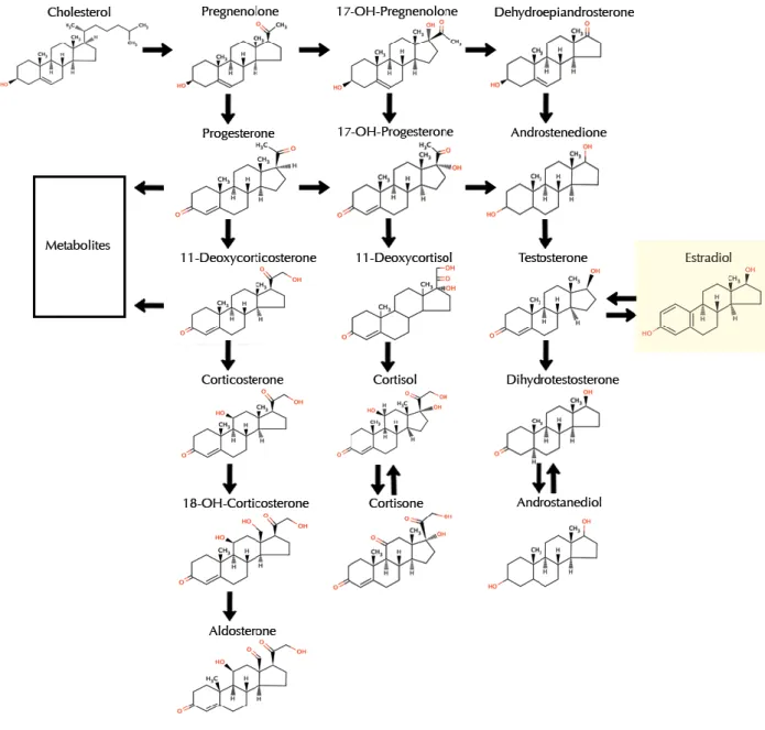 Fig. 1.3.2 Biosynthesis of Estrogens 